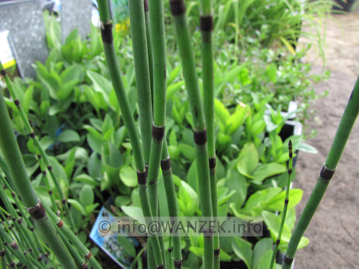 Equisetum hyemale robustum 02.JPG